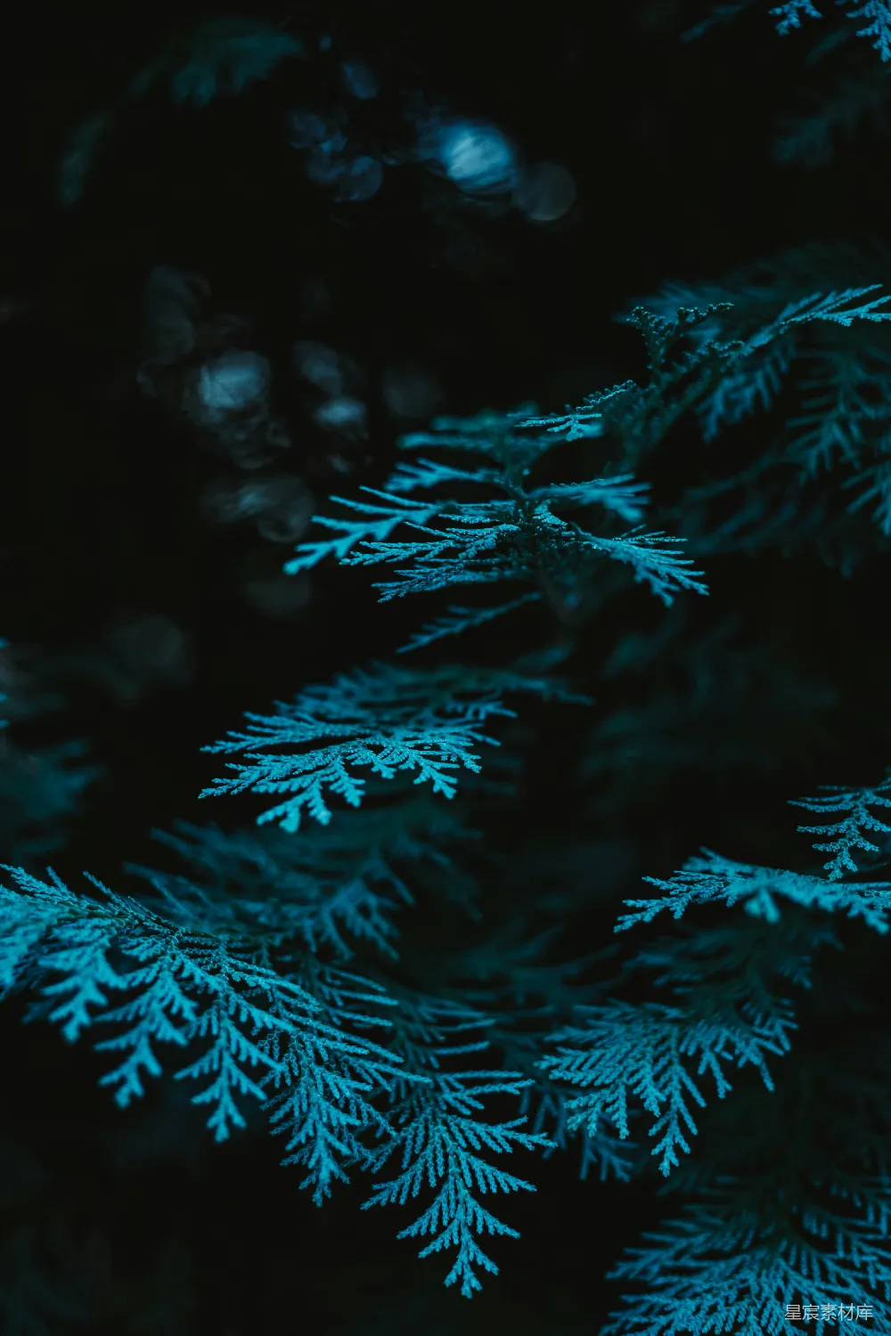 高清摄影 壁纸 自然 一张树的特写照片