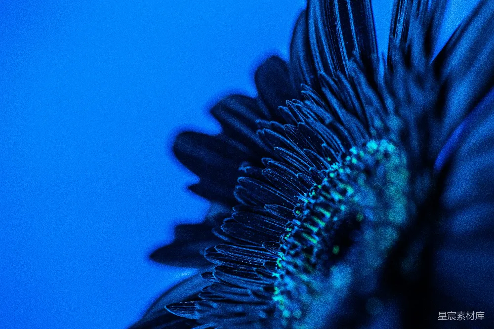 高清摄影  一朵花的特写，背景是蓝色。