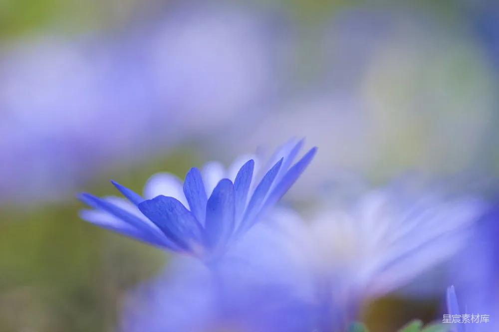 高清摄影  蓝花瓣的花