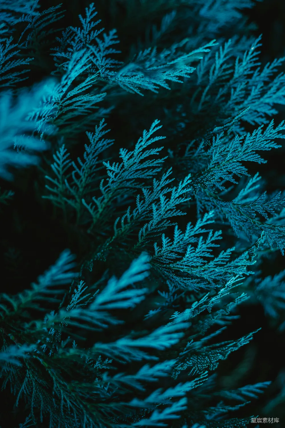 高清摄影 壁纸 自然 一些积雪的特写镜头