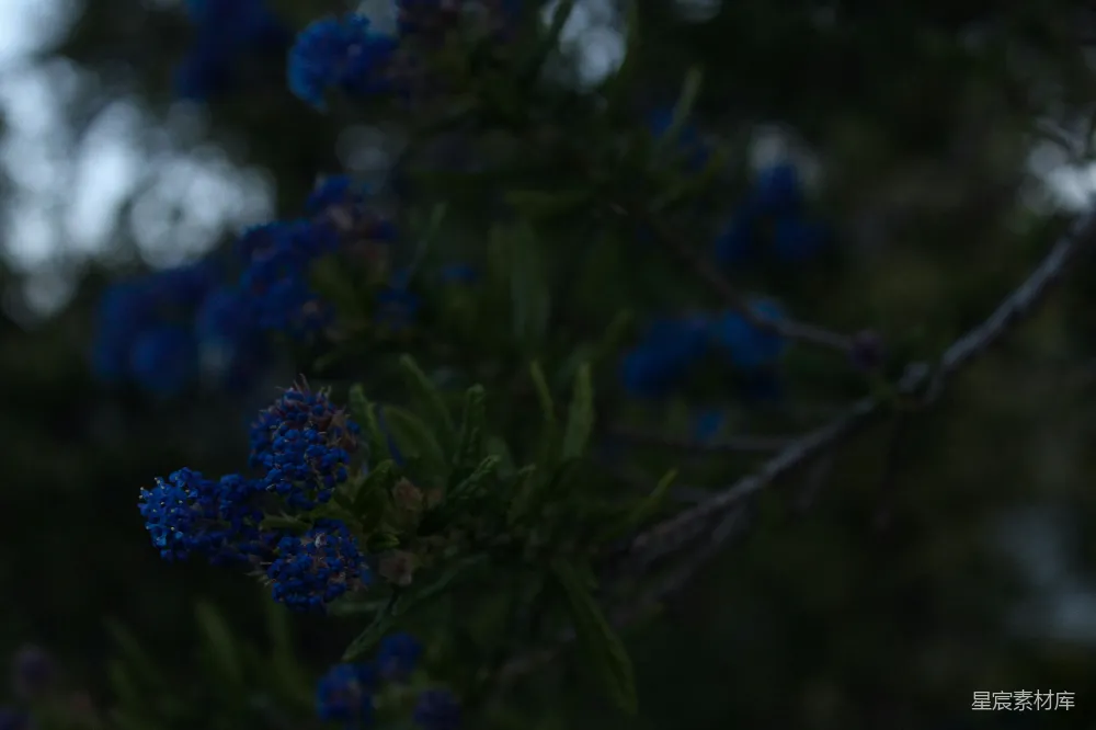 高清摄影  特写摄影中的绿色植物