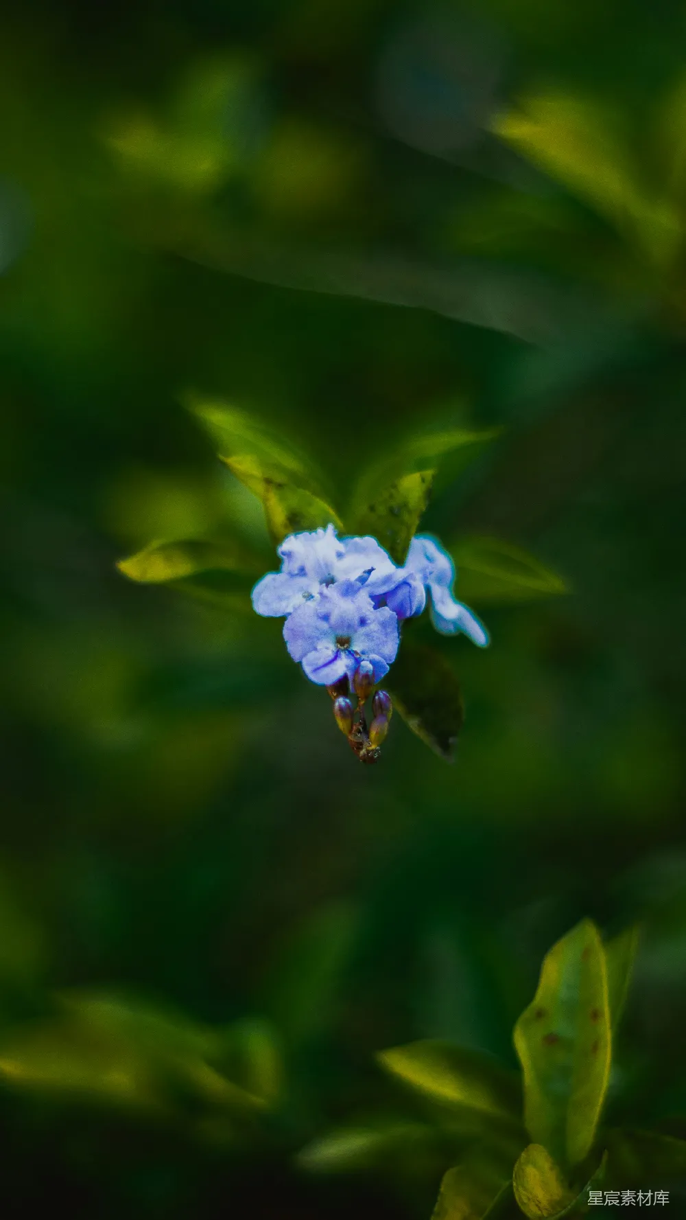 高清摄影  一株植物上的蓝色花朵