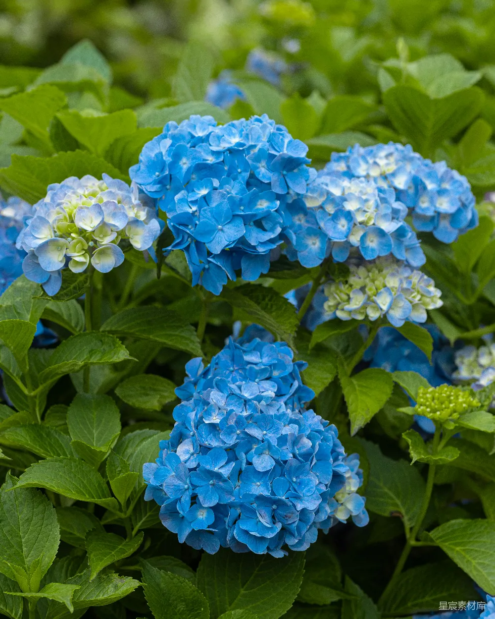高清摄影  一簇蓝色的花，带有绿叶。
