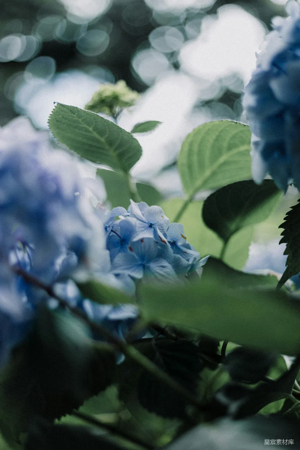 高清摄影  蓝绣球花