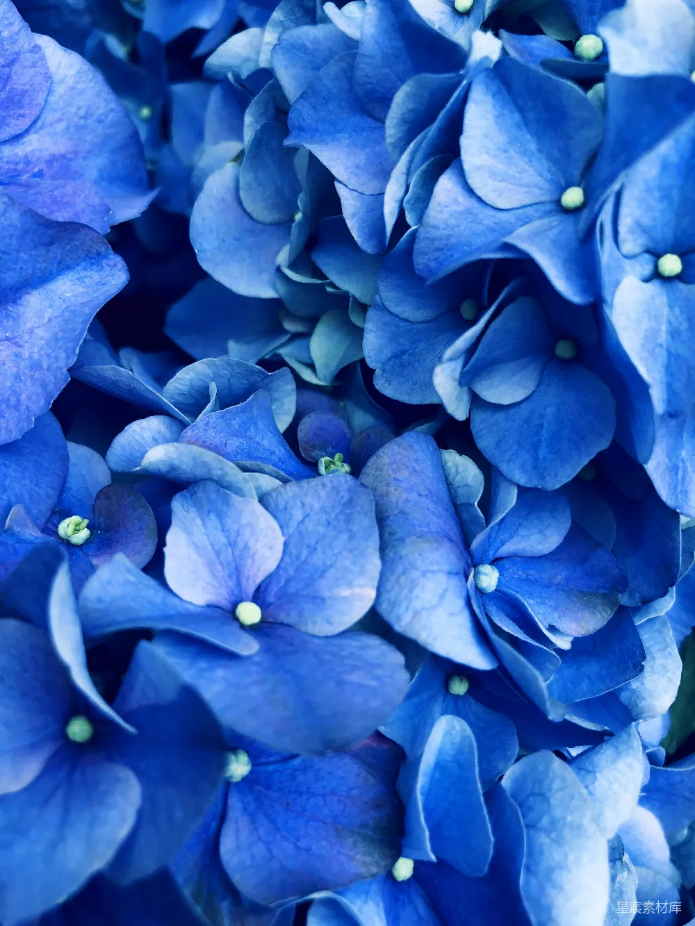 高清摄影  蓝绣球花