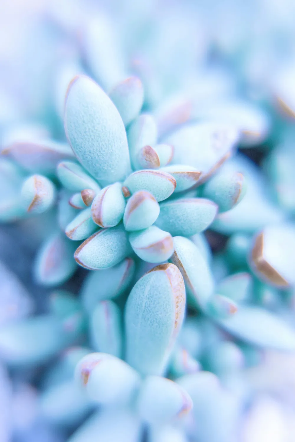 高清摄影  白色和紫色的花蕾