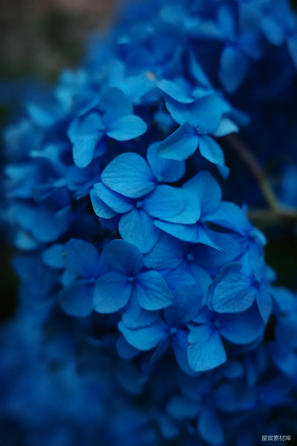 高清摄影  花园里盛开的鲜艳蓝色绣球花。