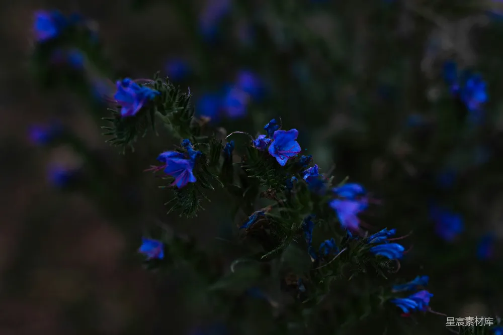 高清摄影  一张蓝色花朵的特写照片