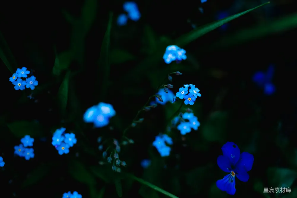 高清摄影  蓝花瓣的花蕾