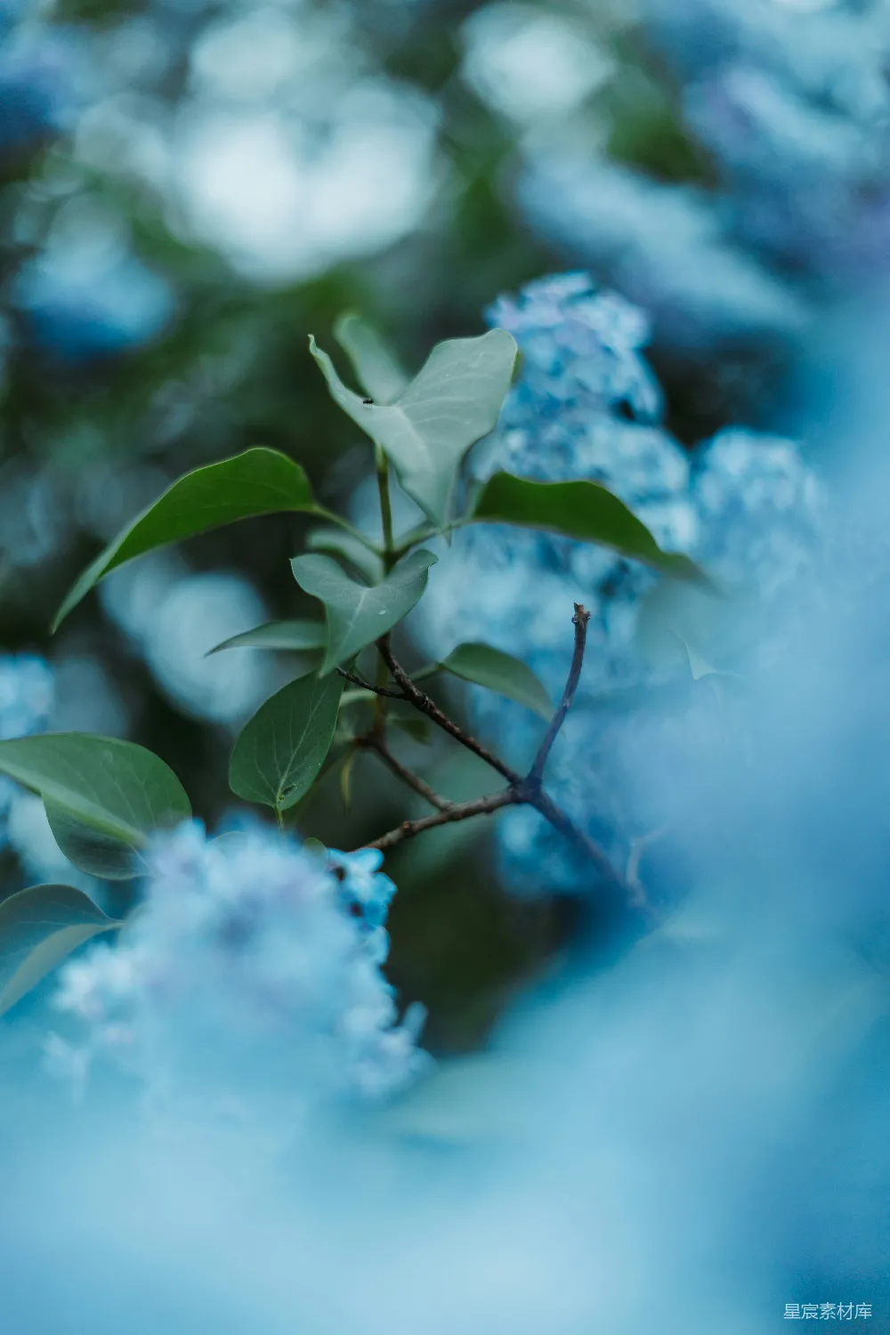 高清摄影  白花在棕色茎上
