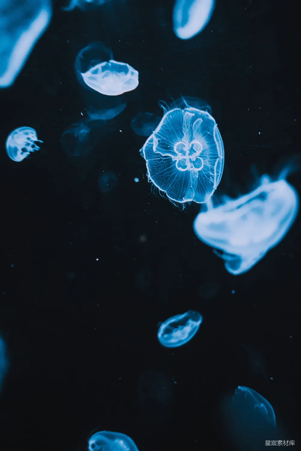 高清摄影  白天水中的蓝水母