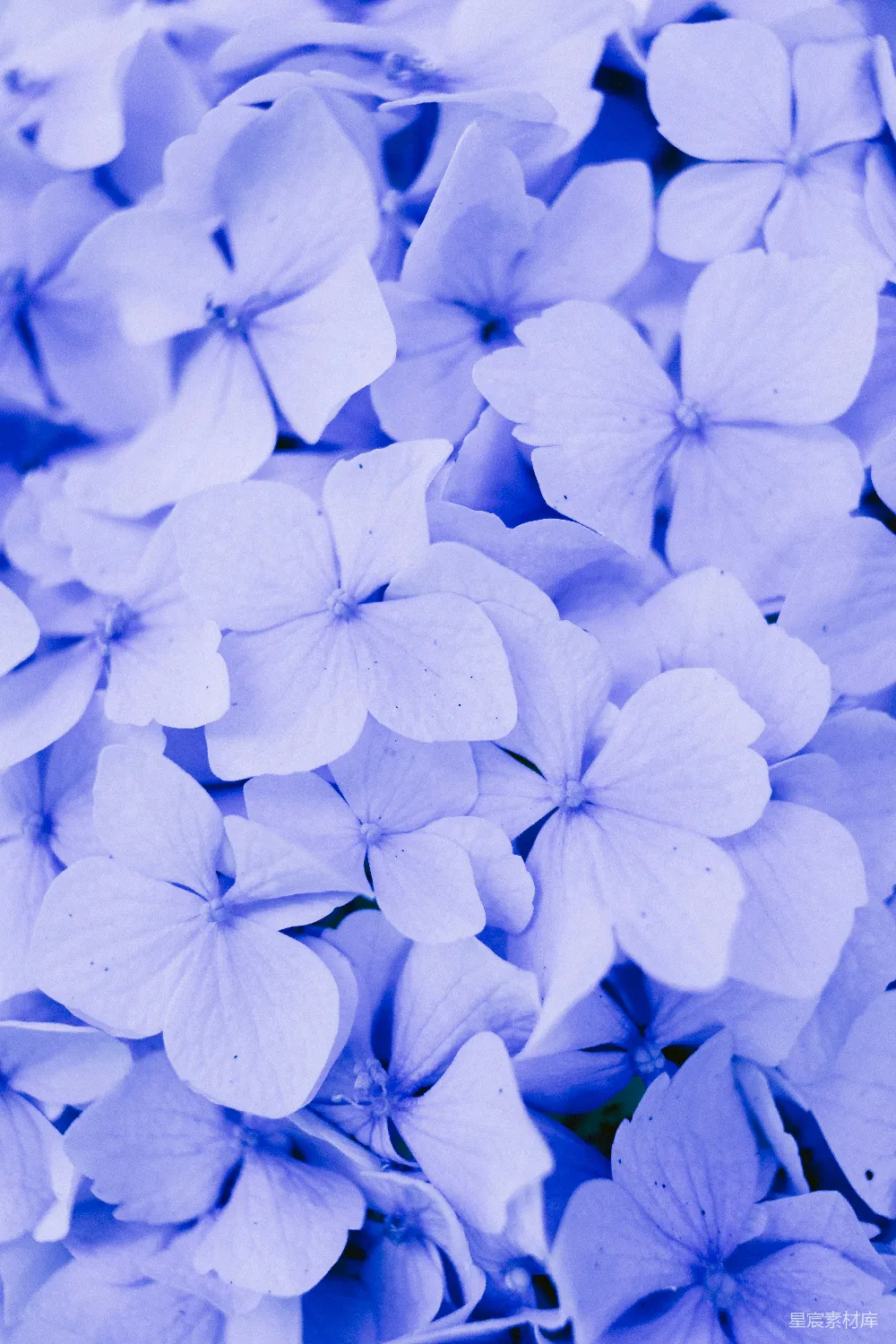 高清摄影 实验性 壁纸 自然 一簇白花