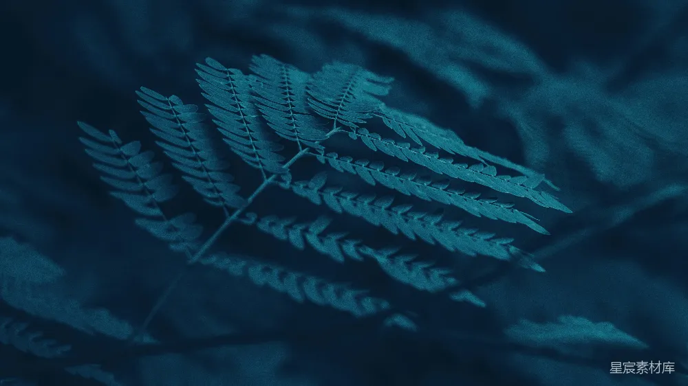 高清摄影  白色和蓝色的植物叶子