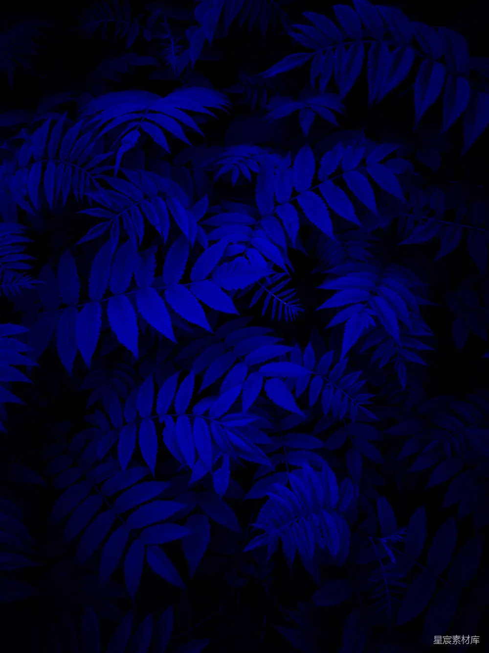 高清摄影 壁纸 实验性 深蓝色的背景上有很多叶子