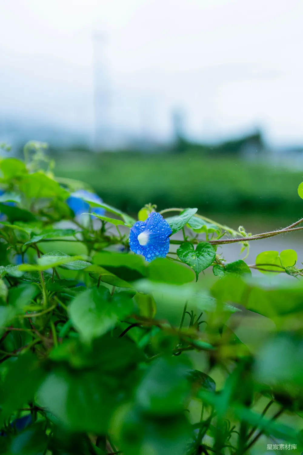 高清摄影  在雨中，一朵蓝色的牵牛花绽放。