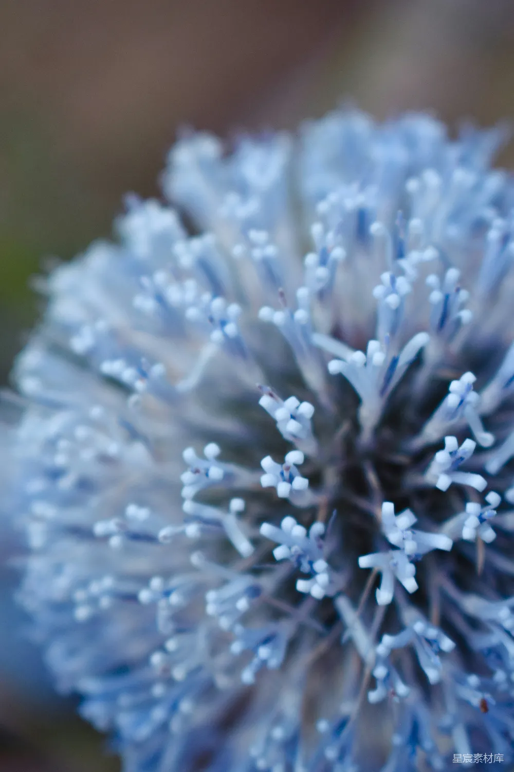 高清摄影  特写镜头下的蓝色蓟花头