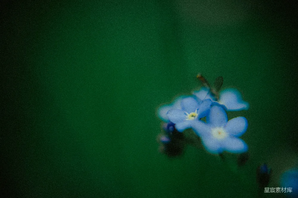 高清摄影  蓝蓝的勿忘我花在绿色背景前。