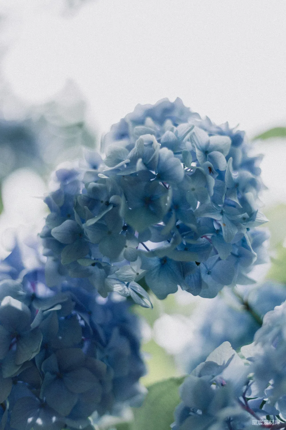 高清摄影  蓝花瓣的花