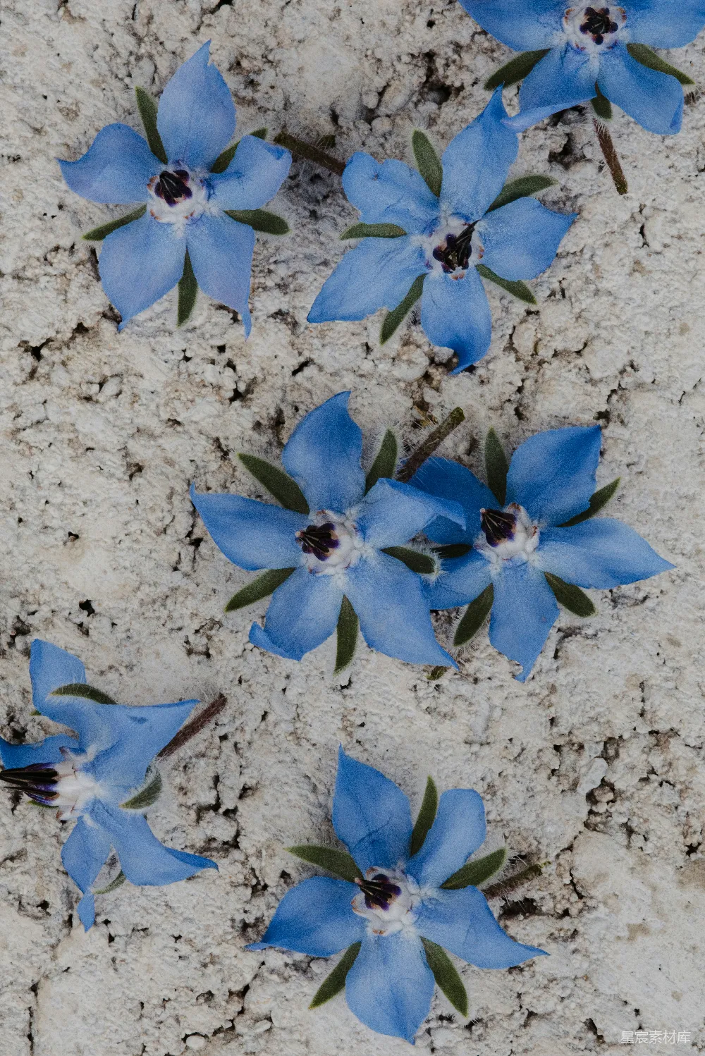 高清摄影  一簇蓝花坐落在沙地上。