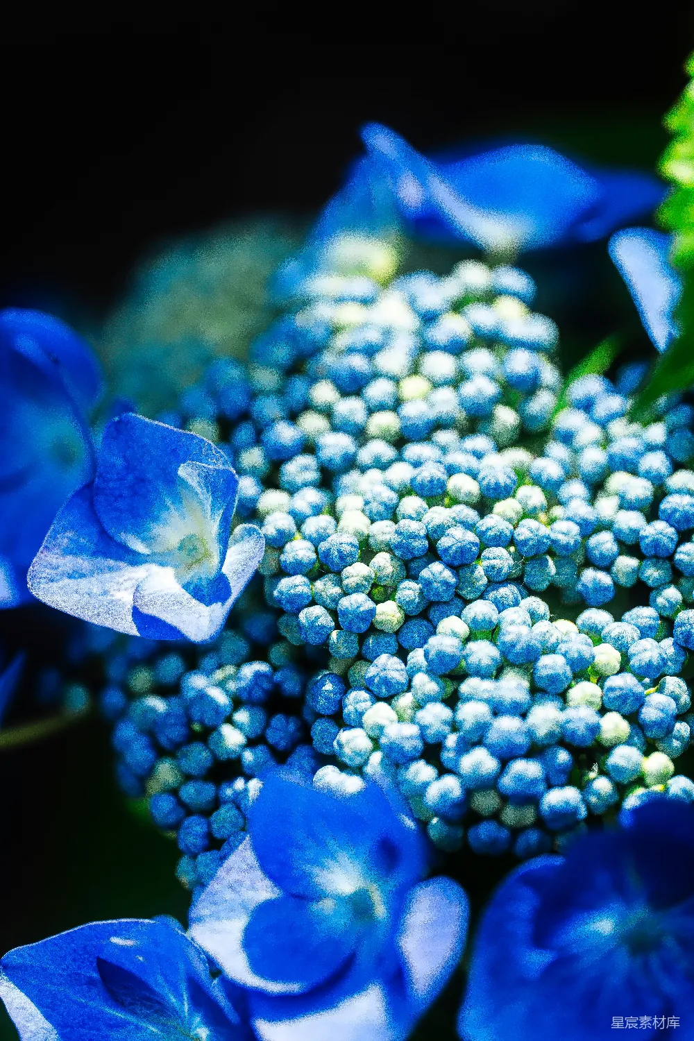 高清摄影  蓝绣球花正在盛开。