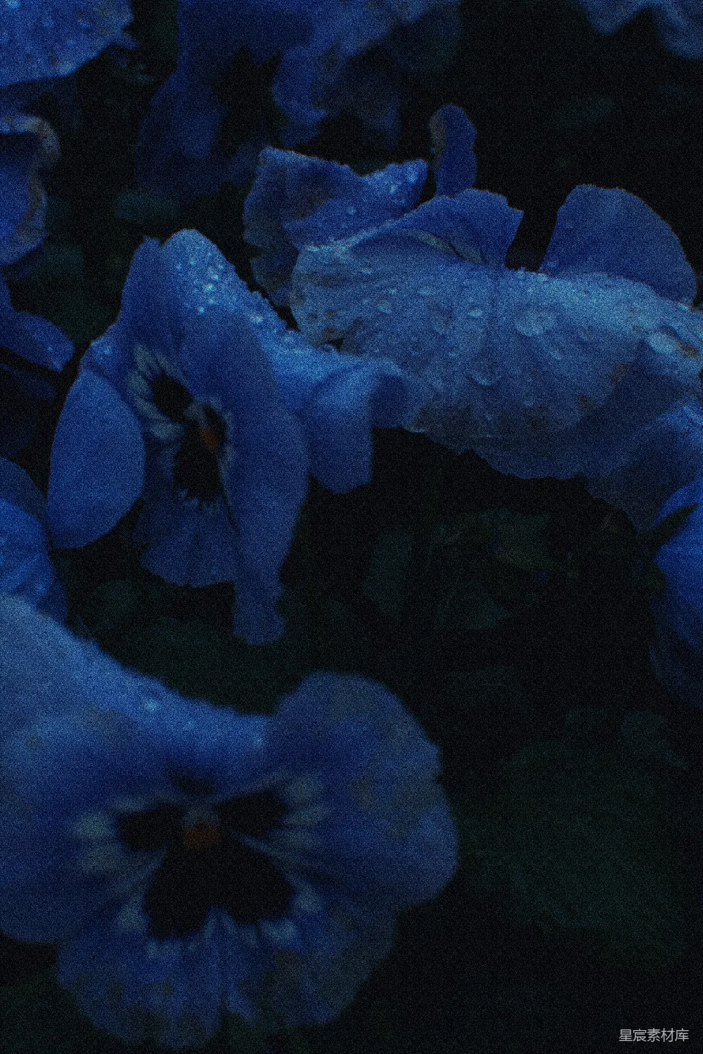高清摄影  在黑暗中，蓝色花朵上挂着水珠