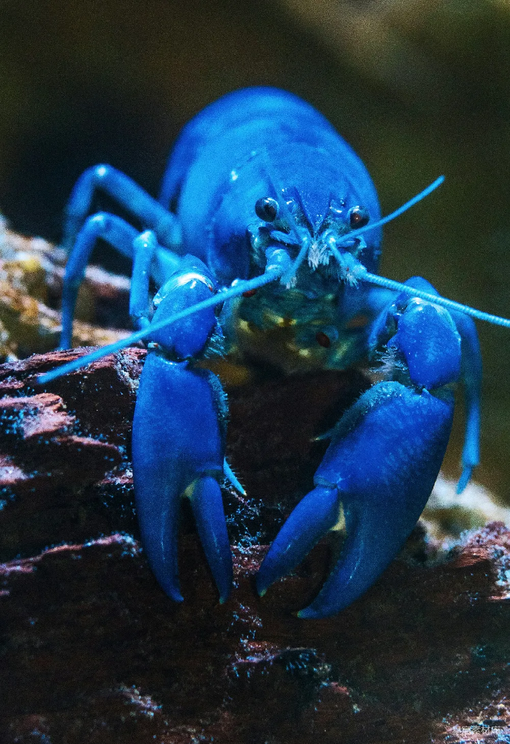 高清摄影  蓝龙虾