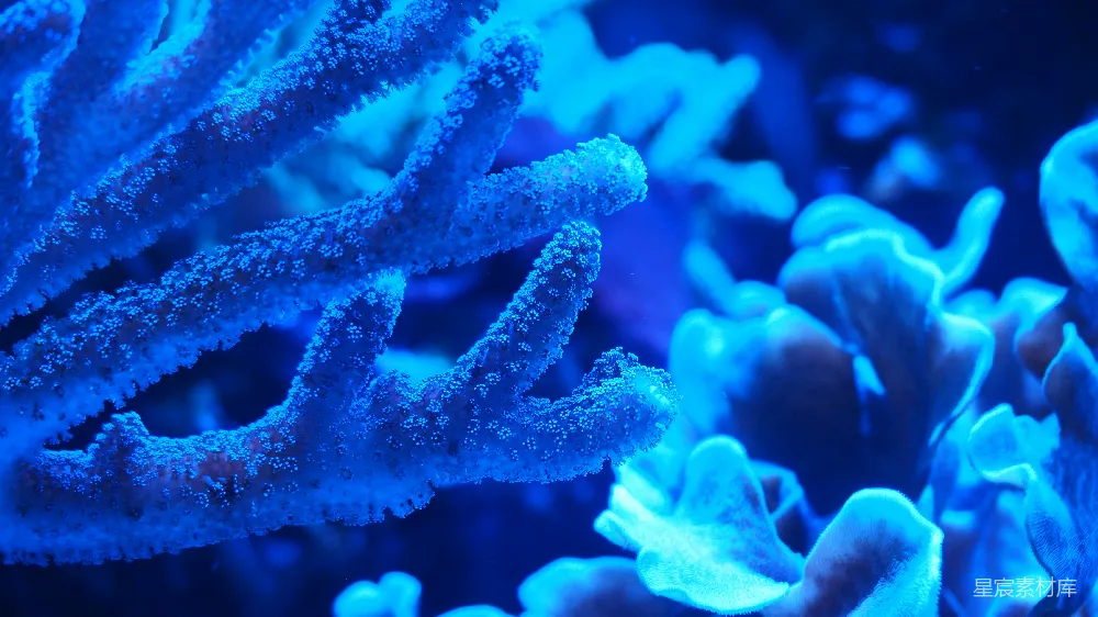 高清摄影  一种蓝色的海洋生物