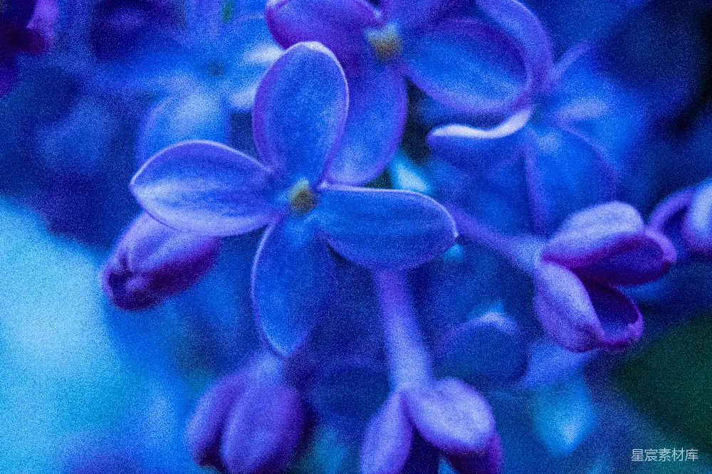 高清摄影  盛开的鲜艳蓝色丁香花特写。