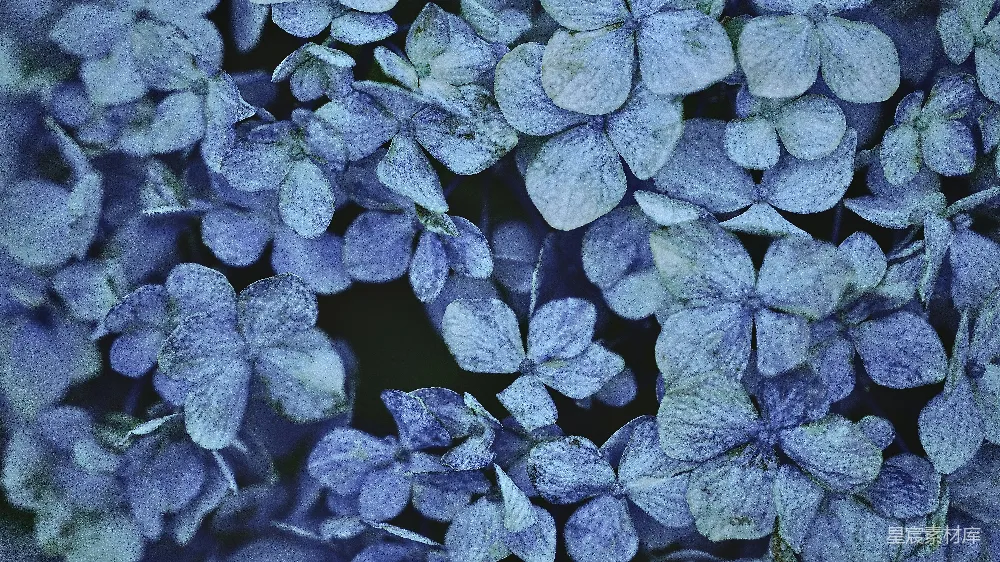 高清摄影  鲜艳的蓝紫色绣球花。