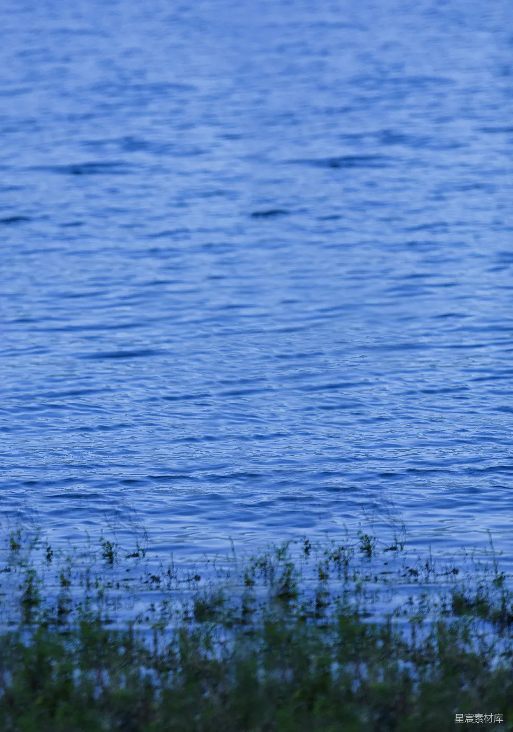 高清摄影  白天水边的绿草