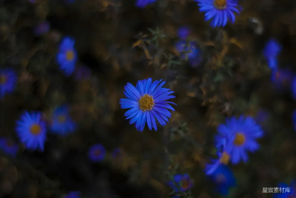 高清摄影  一簇蓝色的花长在草地上。