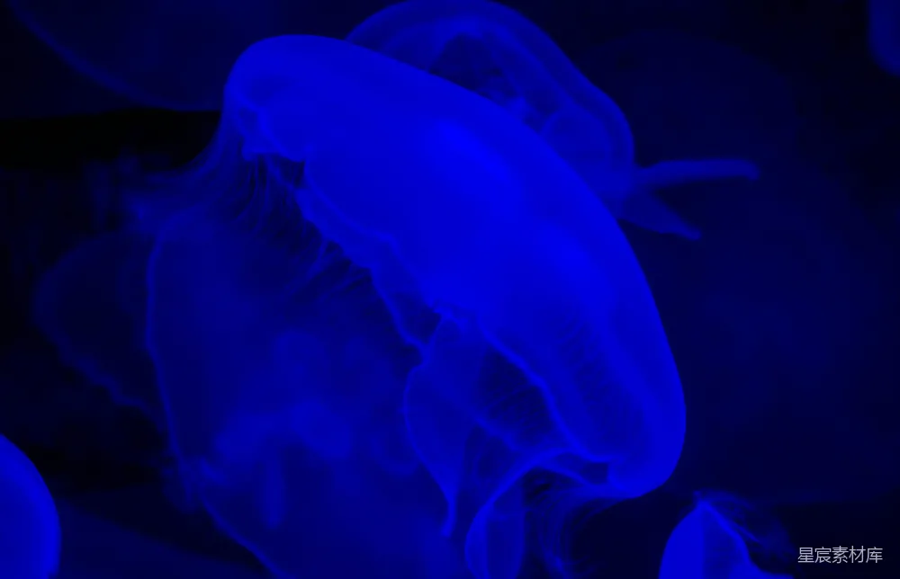 高清摄影  白水母