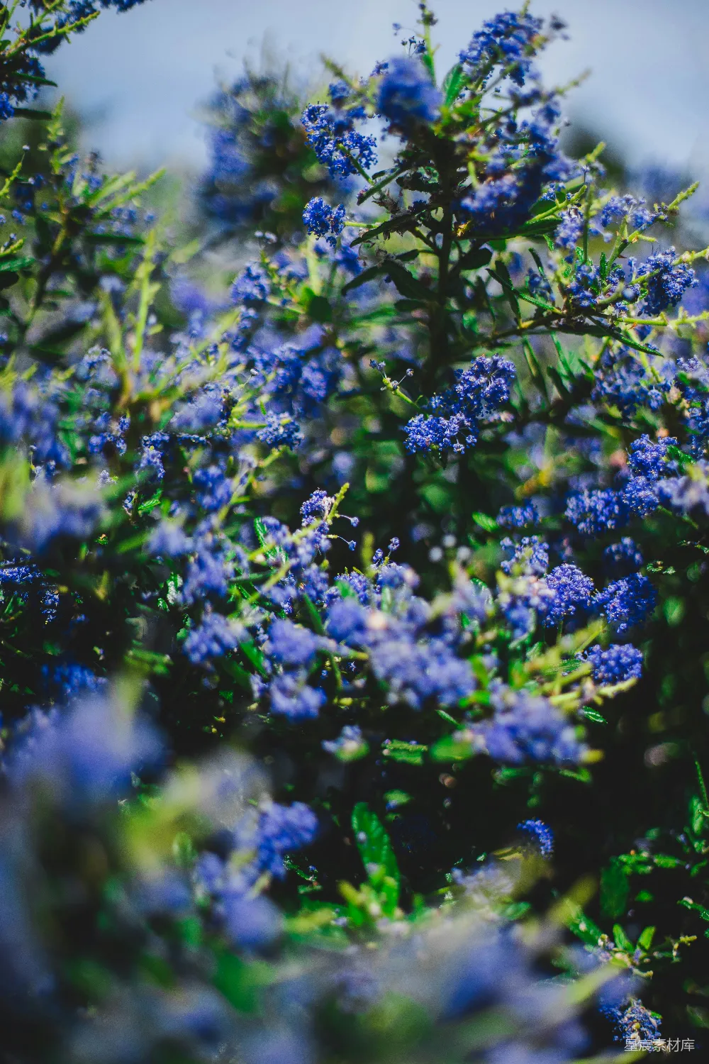 高清摄影  一簇盛开的蓝色花朵的特写