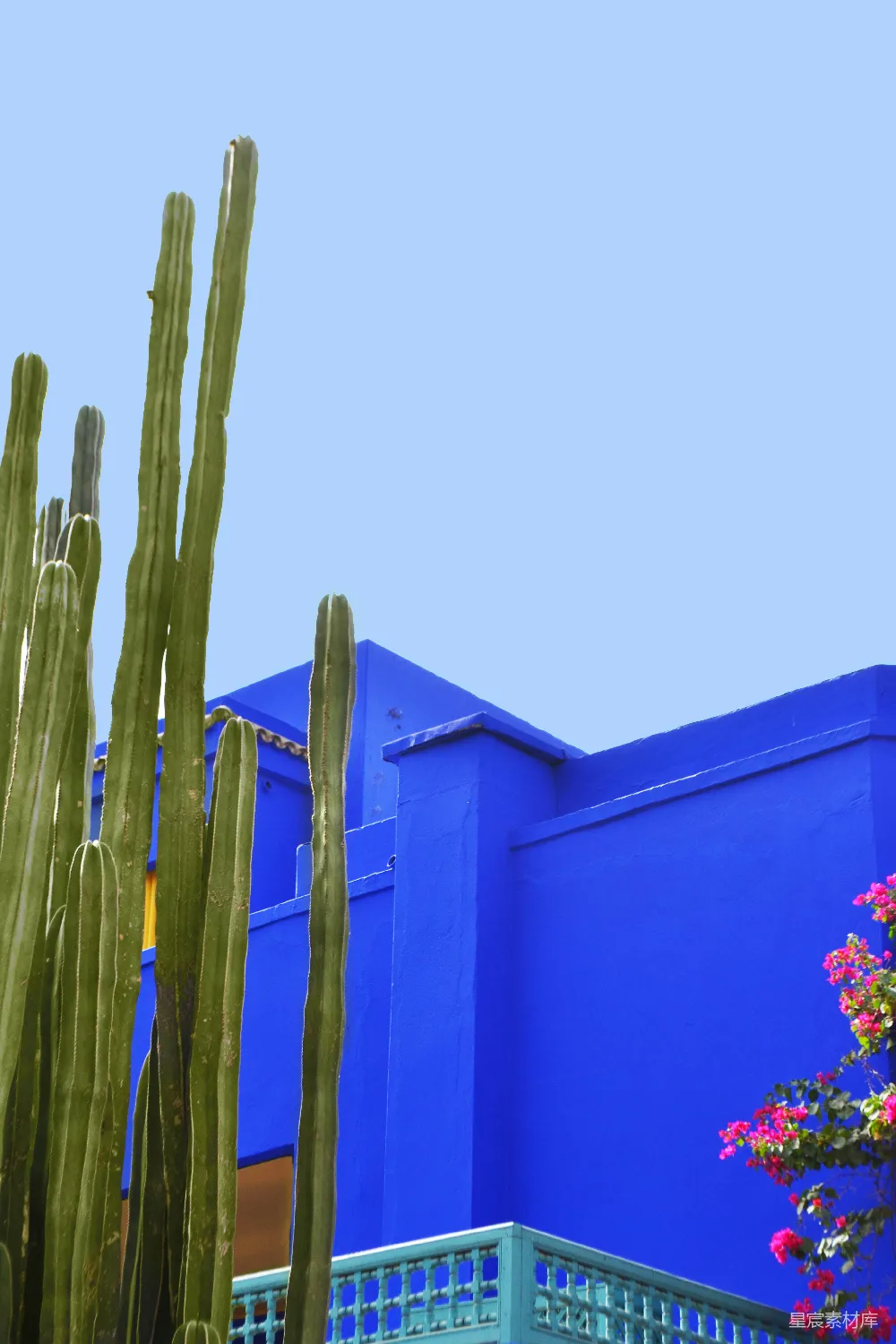 高清摄影  仙人掌矗立在一座鲜艳的蓝色建筑前。