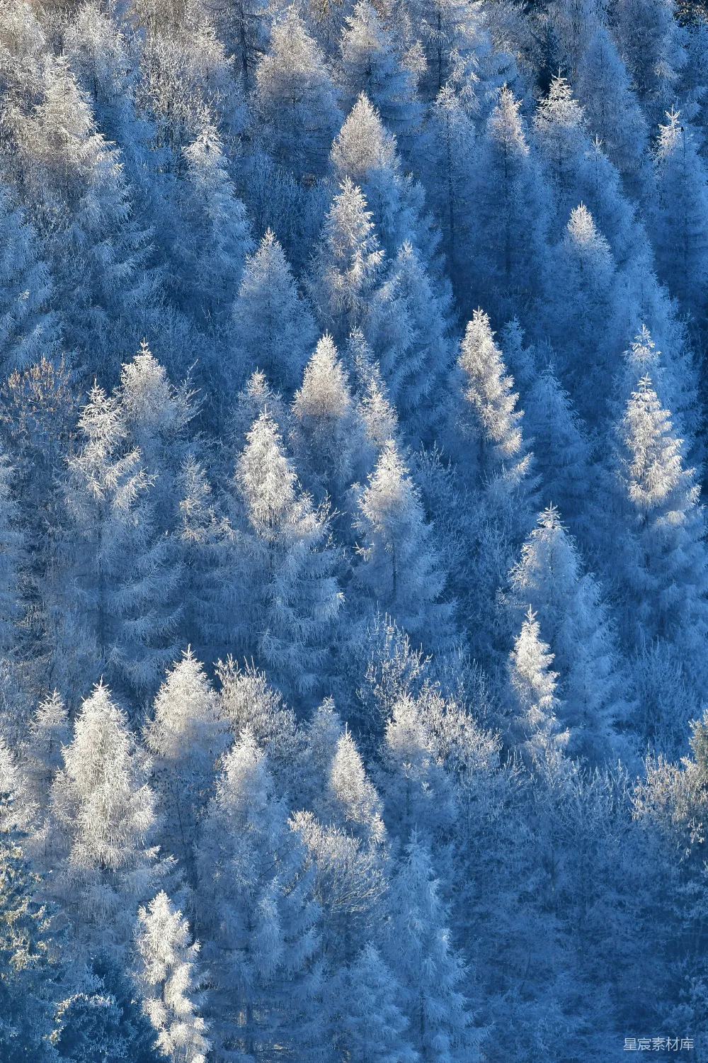 高清摄影  山坡上覆盖着雪的常青树。