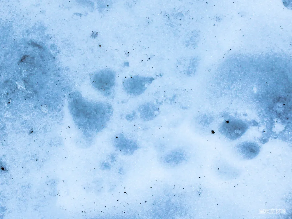 高清摄影  雪地中的动物足迹