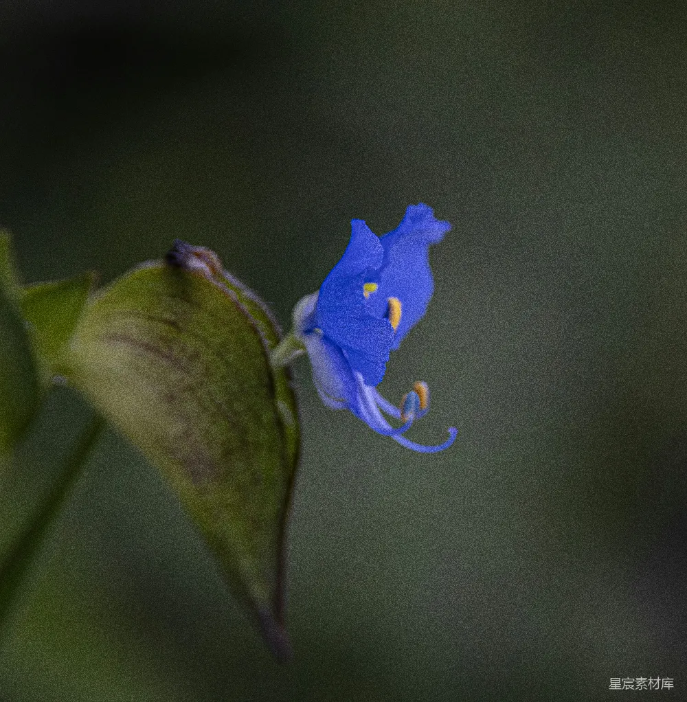 高清摄影  一朵带黄色花蕊的淡蓝色花朵。
