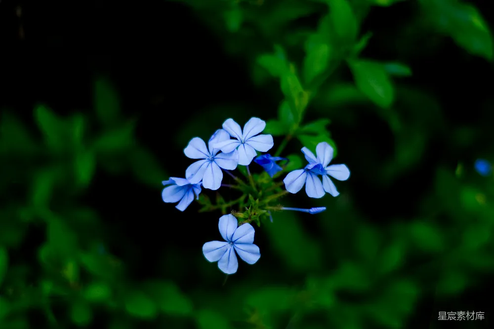 高清摄影  一群蓝色的花朵