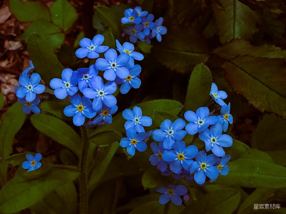 高清摄影  蓝花勿忘草在绿叶间灿烂绽放。