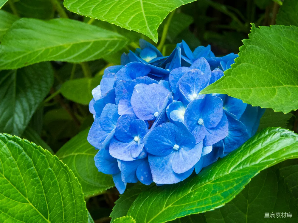高清摄影  一朵蓝花，绿叶。