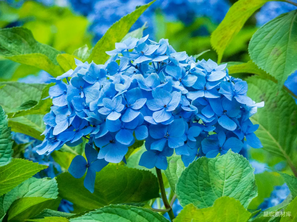 高清摄影  一朵蓝色花朵的特写图