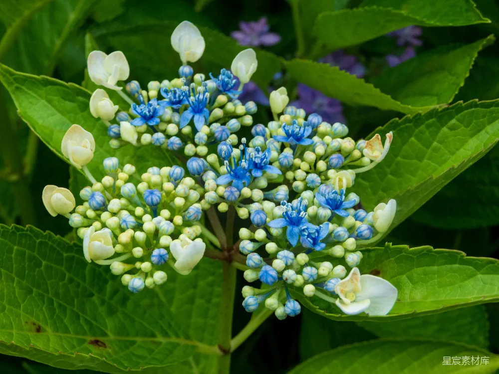 高清摄影  一朵花的特写