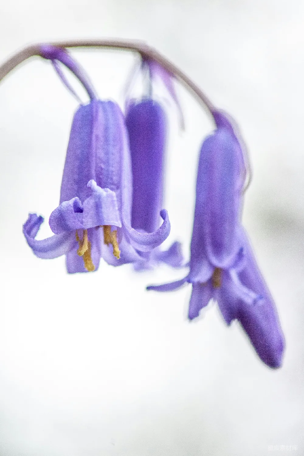 高清摄影  一朵花的特写，背景模糊不清。