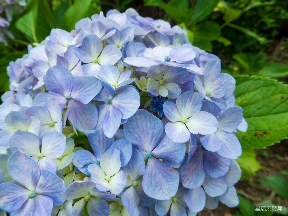 高清摄影  一簇蓝花