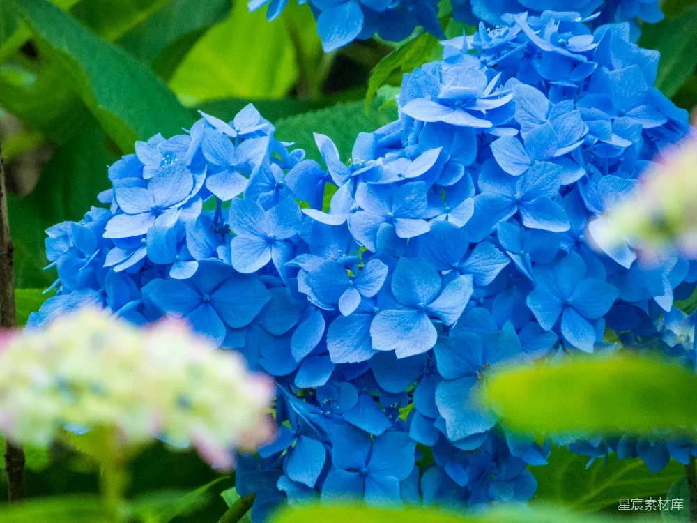 高清摄影  一张蓝花的特写照片