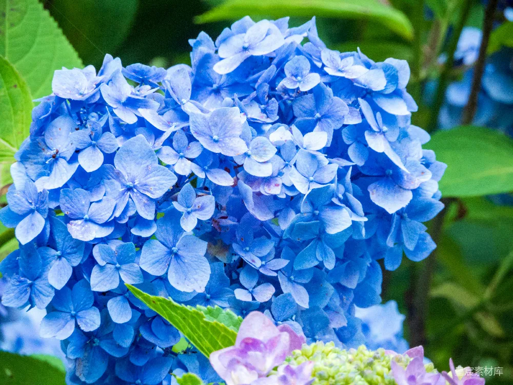 高清摄影  一组蓝花