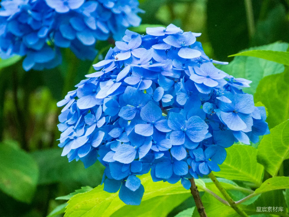 高清摄影  一群蓝色的花