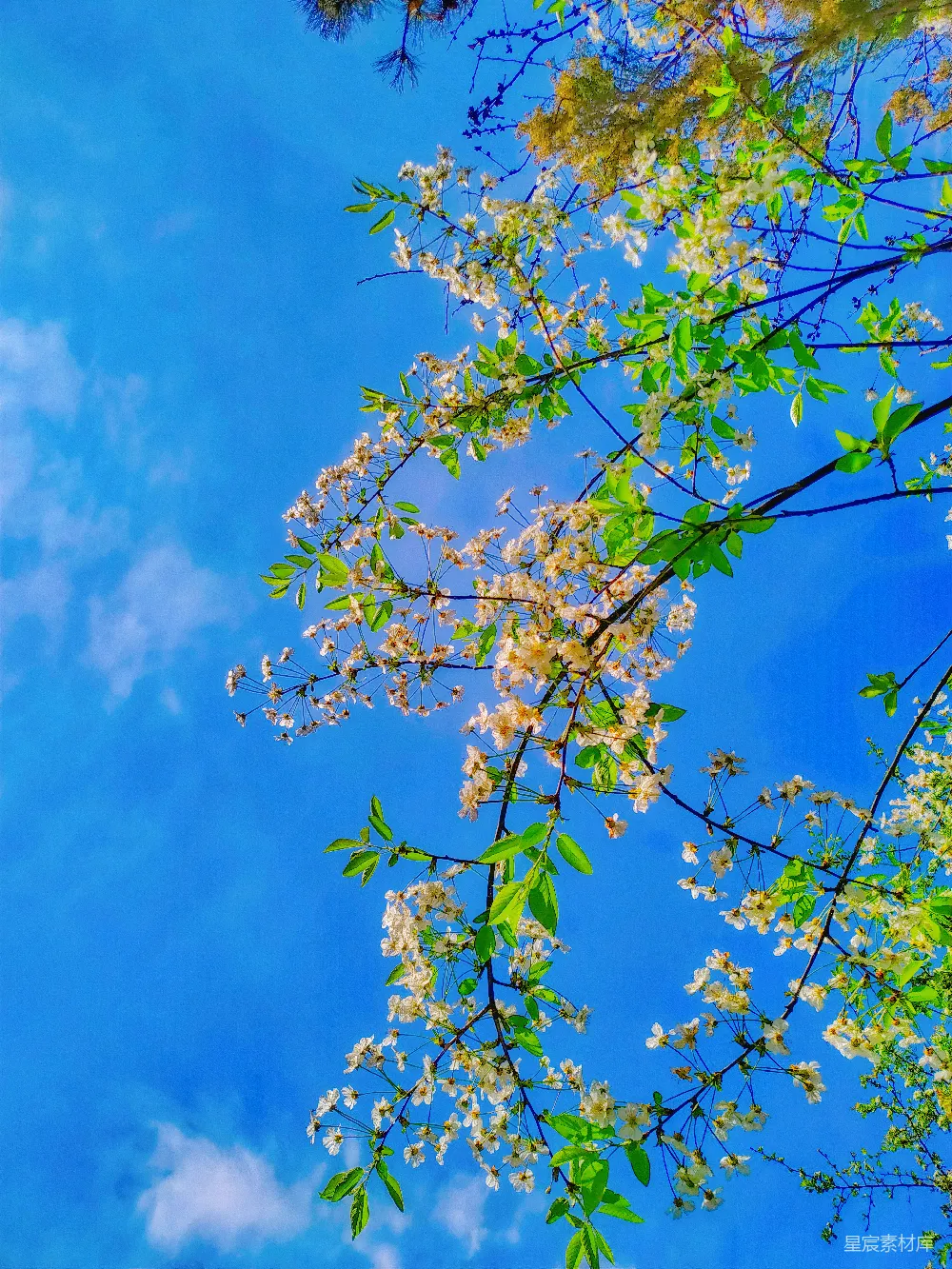 高清摄影 自然 壁纸 一根树枝上的白花在蓝色的天空下。