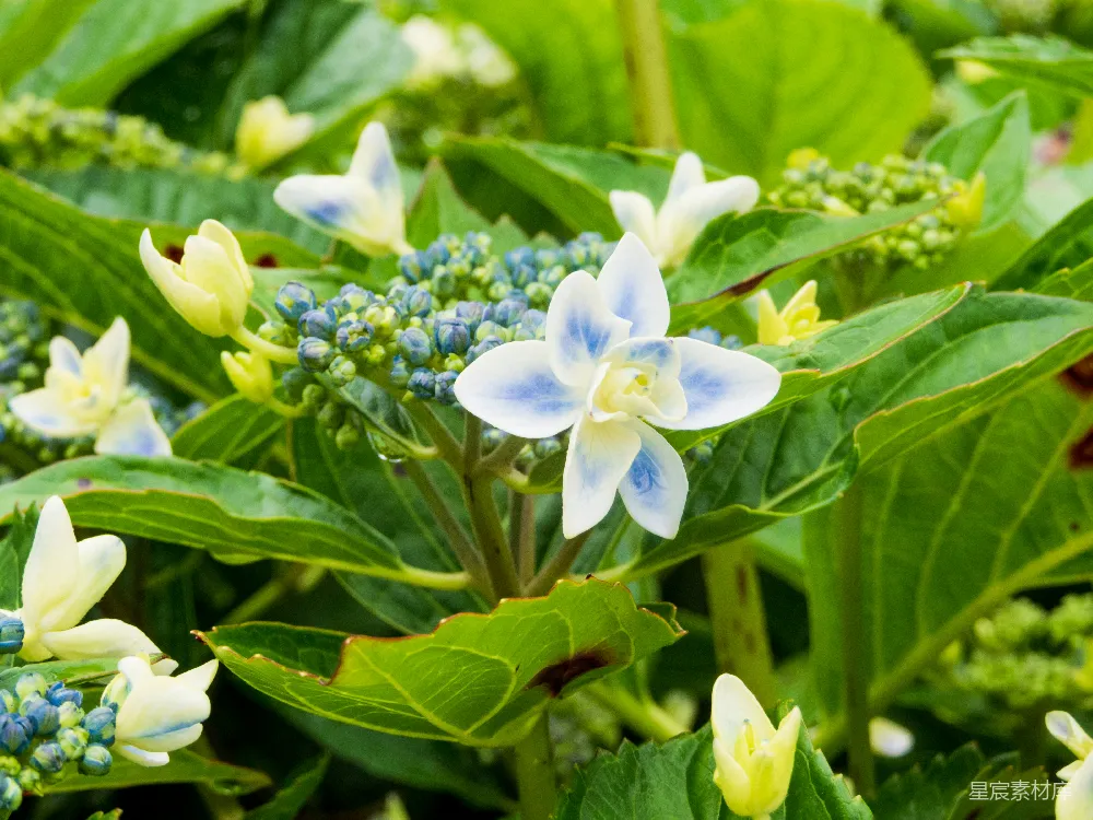 高清摄影  白天盛开的白色和紫色花朵