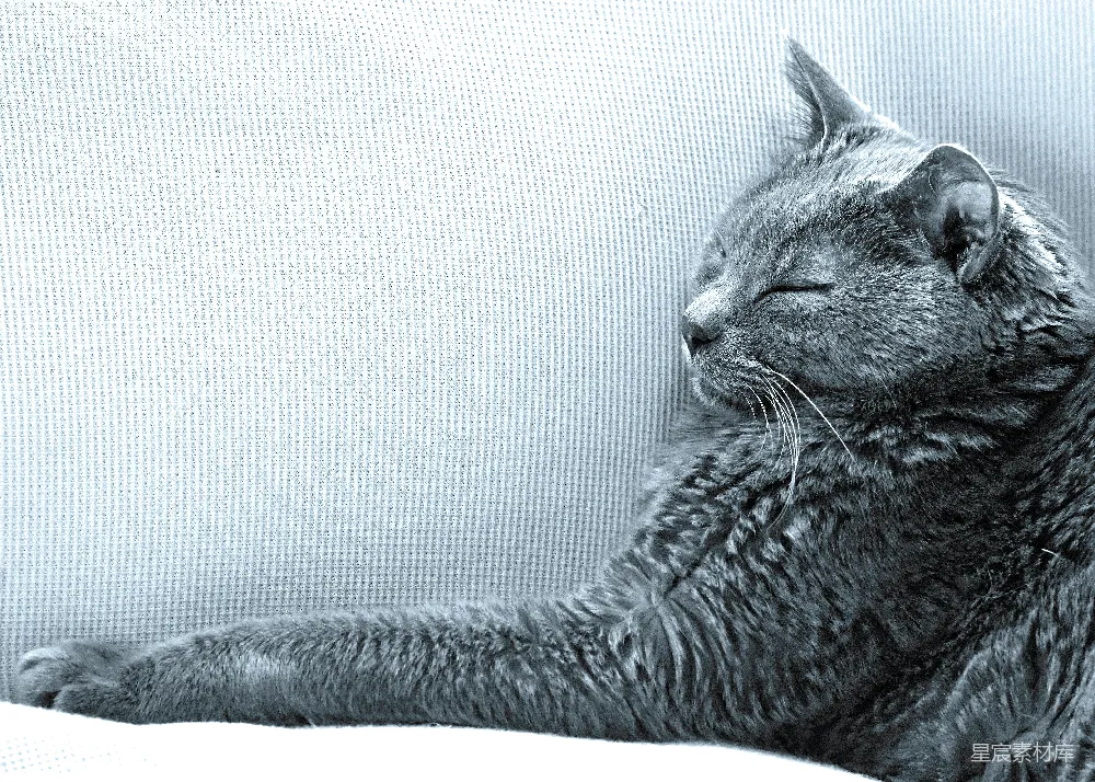 高清摄影  一只猫躺在沙发上，闭着眼睛。